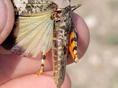 Trimerotropis latifasciata