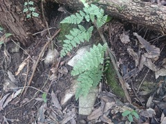 Myriopteris microphylla