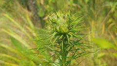 Asphondylia lacinariae