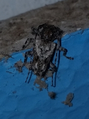 Aegomorphus inquinatus