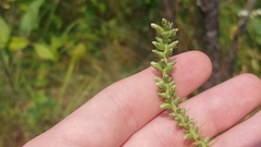 Asphondylia lacinariae