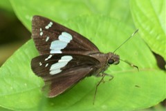 Notocrypta curvifascia