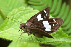 Notocrypta curvifascia