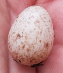 Antrostomus vociferus