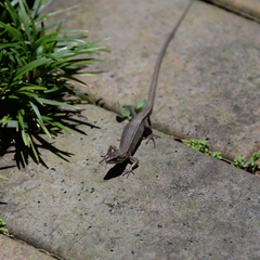 Takydromus tachydromoides