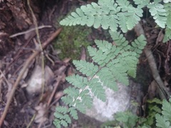Myriopteris microphylla