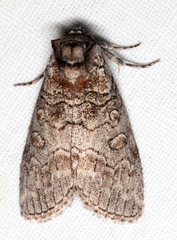 Discophlebia celaena