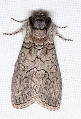 Discophlebia celaena