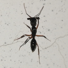 Odontomachus haematodus