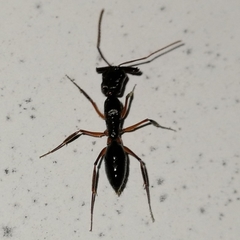 Odontomachus haematodus
