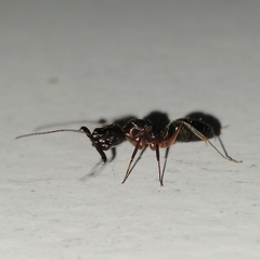 Odontomachus haematodus