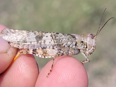 Trimerotropis latifasciata