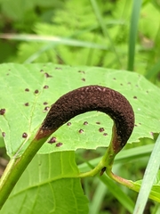 Puccinia linkii