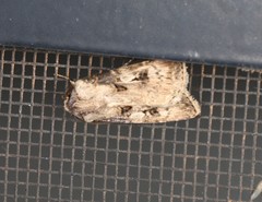 Agrotis interjectionis