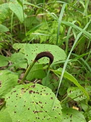 Puccinia linkii