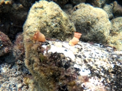 Telmatactis panamensis