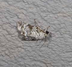 Blenina lichenopa