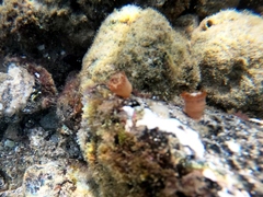 Telmatactis panamensis