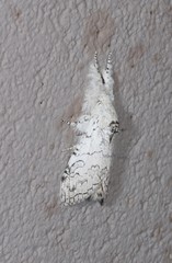 Calliteara farenoides