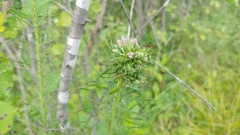 Asphondylia lacinariae