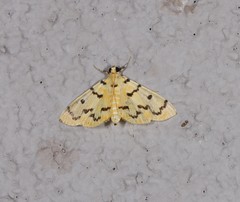 Dichocrocis erixantha
