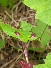 Puccinia linkii