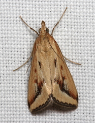 Achyra massalis
