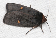 Proteuxoa cinereicollis