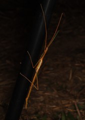 Tropidoderus gracilifemur