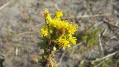 Solidago spathulata
