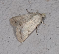Pandesma submurina