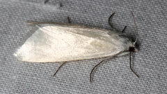 Scirpophaga