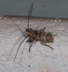 Prosoplus mediofasciatus