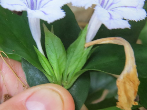 Ruellia solitaria, photograph 4
