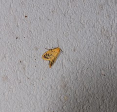 Symmetrodes sciocosma