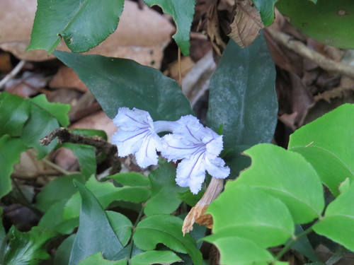 Ruellia solitaria, photograph 6