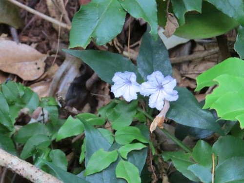 Ruellia solitaria, photograph 3