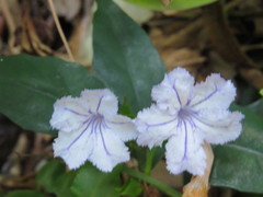 Ruellia solitaria, photograph (c) Victor Farjalla Pontes, some rights reserved (CC BY)