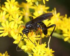 Exetastes fornicator nervulus