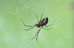 Megalepthyphantes nebulosus