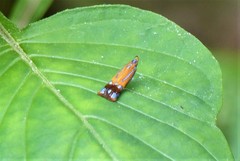 Tricyanaula aurantiaca