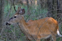 Odocoileus virginianus