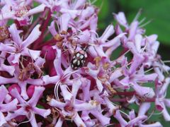Omophoita simulans