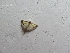 Eulepte