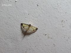 Eulepte