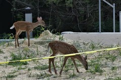 Odocoileus virginianus