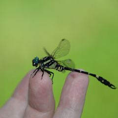 Melligomphus viridicostus