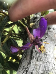 Andesanthus