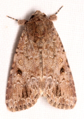Spodoptera exempta