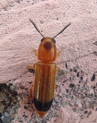 Tenerus